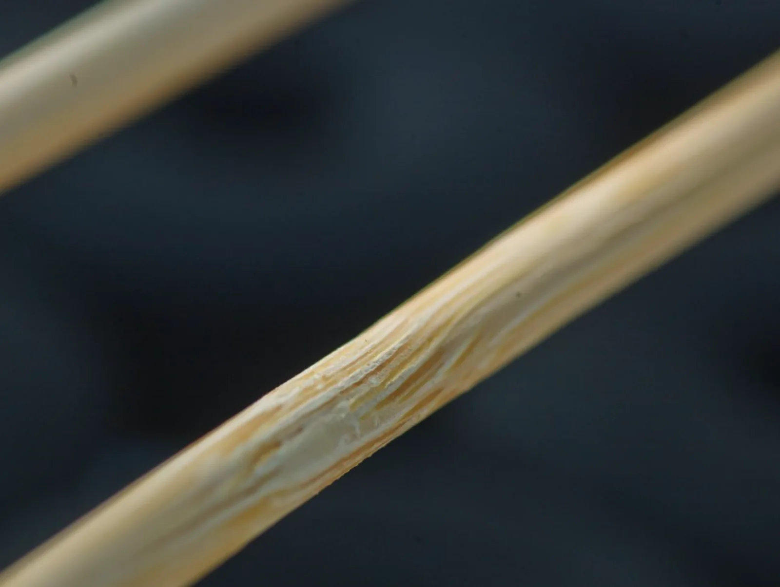 Bamboo